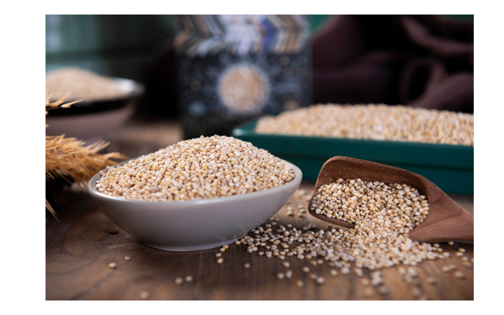 55351 Quinoa Canva